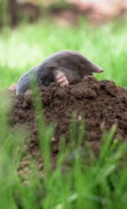 mole on a hill